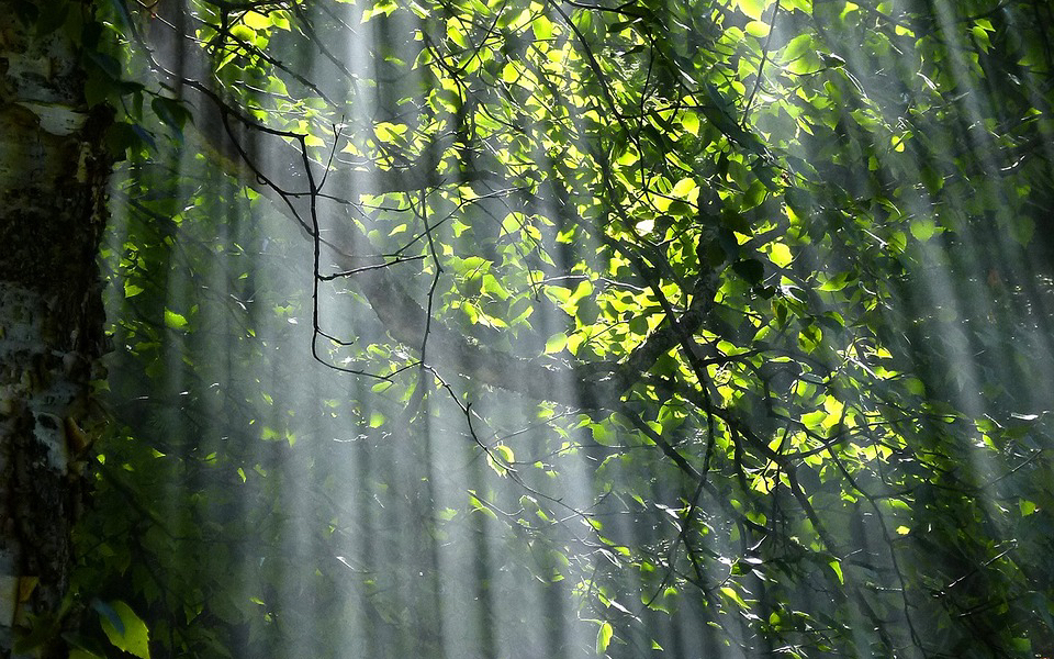 第十二期 静谧的森林>摄影照片分享