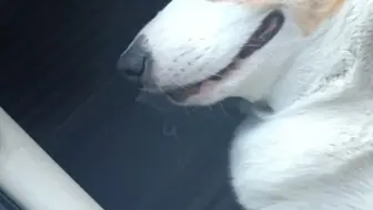 哒哒哒真可爱