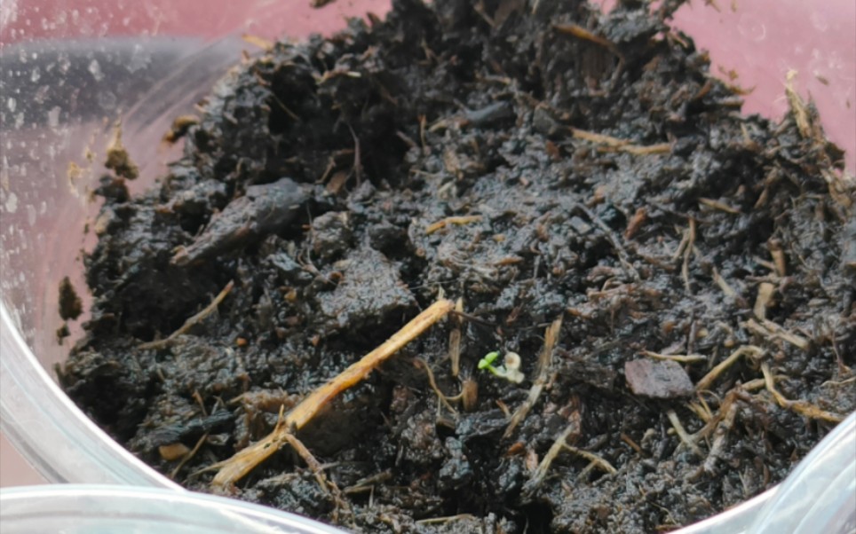 【新手养花day2】又入了新的绣球!春播的种子都发芽啦～一起来看看吧