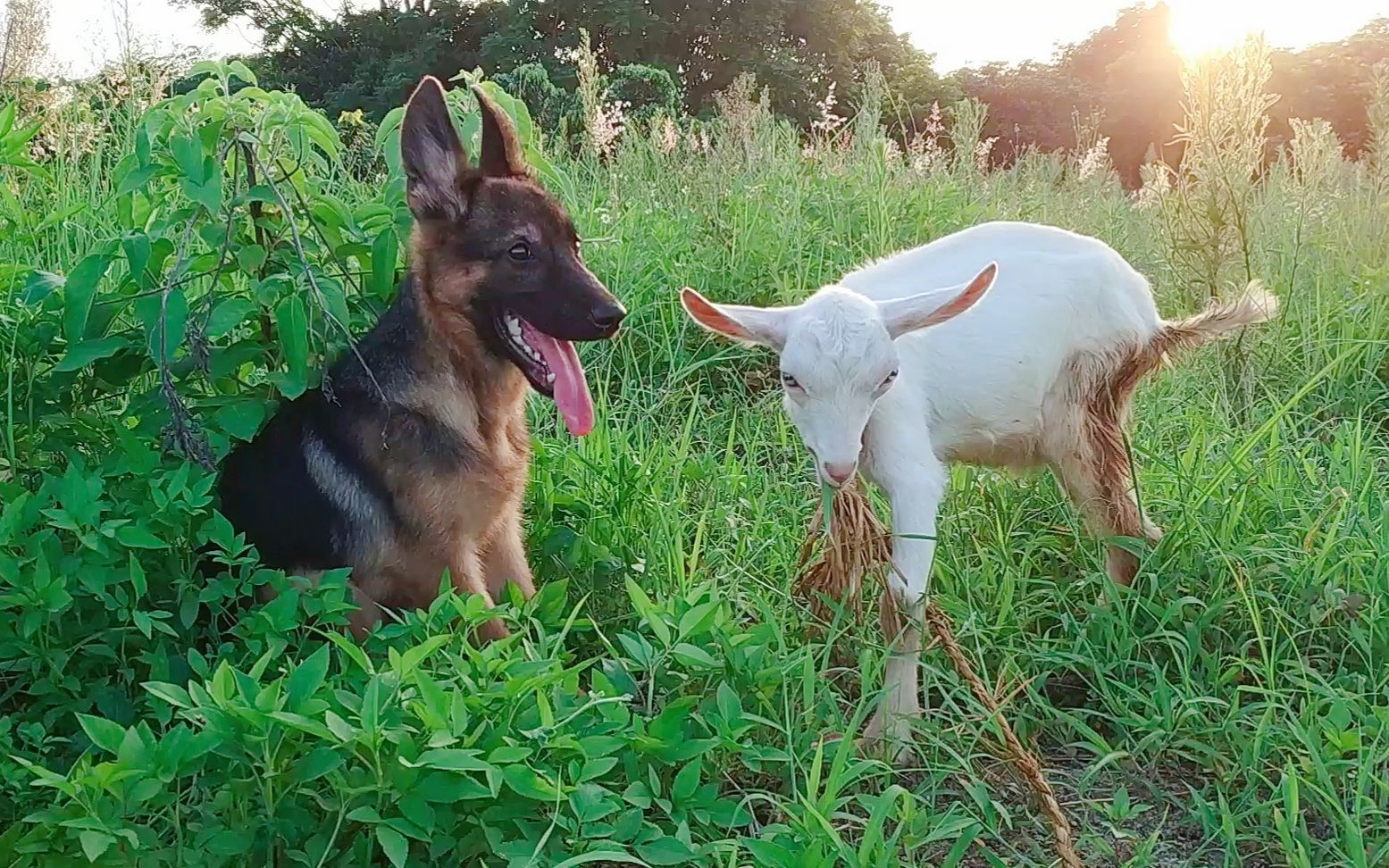 牧羊犬lucky升级成为醋坛子处处跟小羊仔争锋吃醋