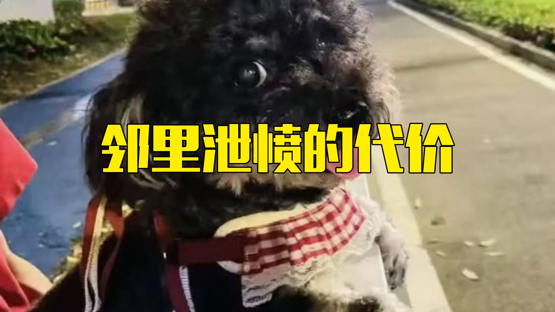 小区宠物狗接连死亡，竟是邻居投毒泄愤。