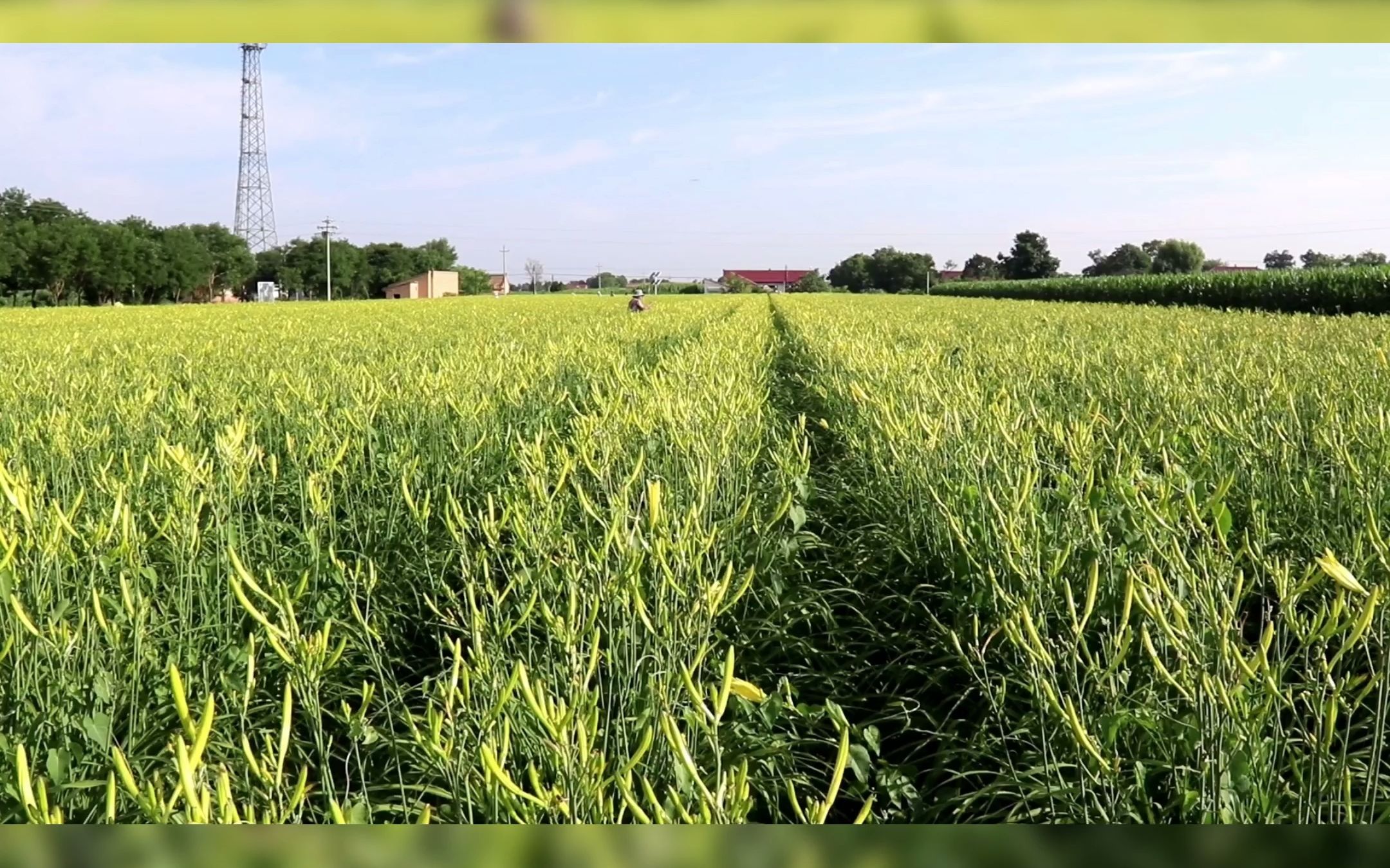 西峰区后官寨镇1200亩黄花菜喜获丰收