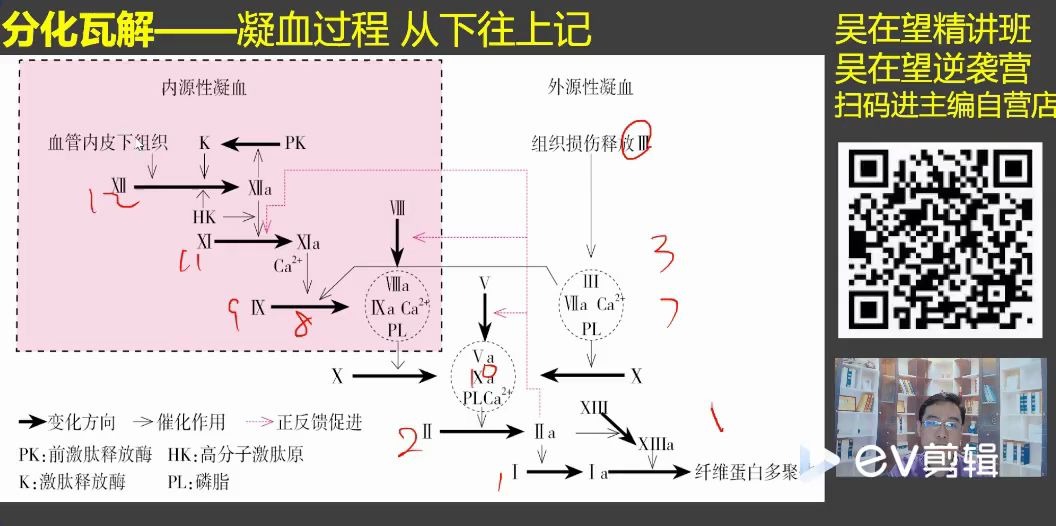 难点专攻吴在望2021西医综合生理学第三章血小板凝血2哔哩哔哩bilibili