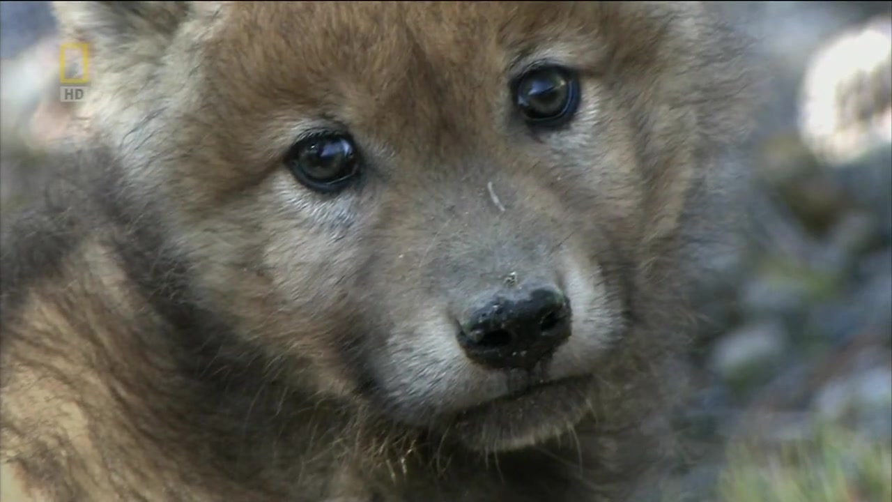 纪录片-【野性黄石公园:母狼首领wild yellowstone she wolf】中字