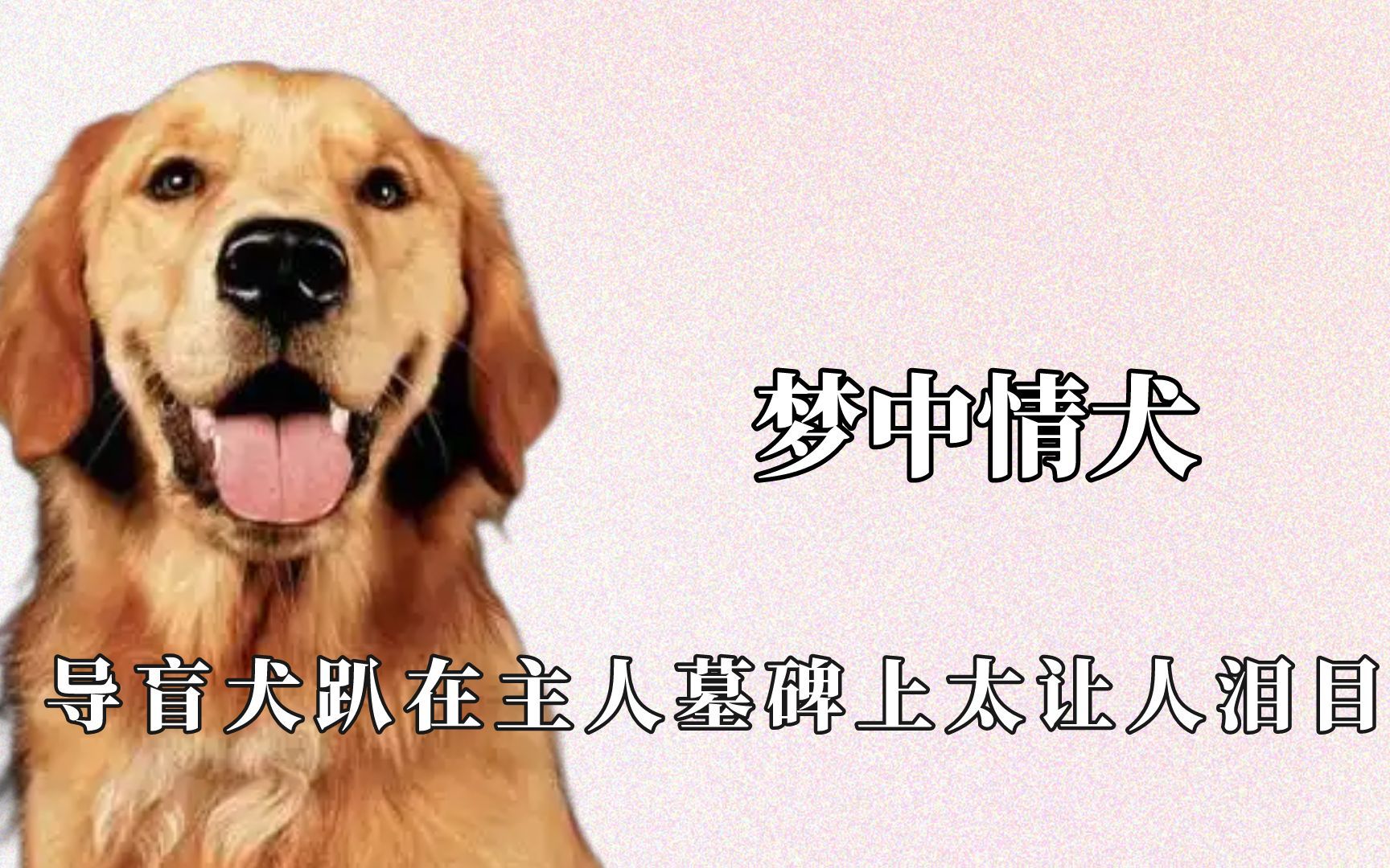 这就是我的梦中情犬啊,军犬违抗命令只为挽留退伍老兵哔哩哔哩bilibili