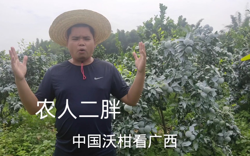 广西灵山500亩沃柑种植基地种沃柑的人多了价格从5块跌到3块