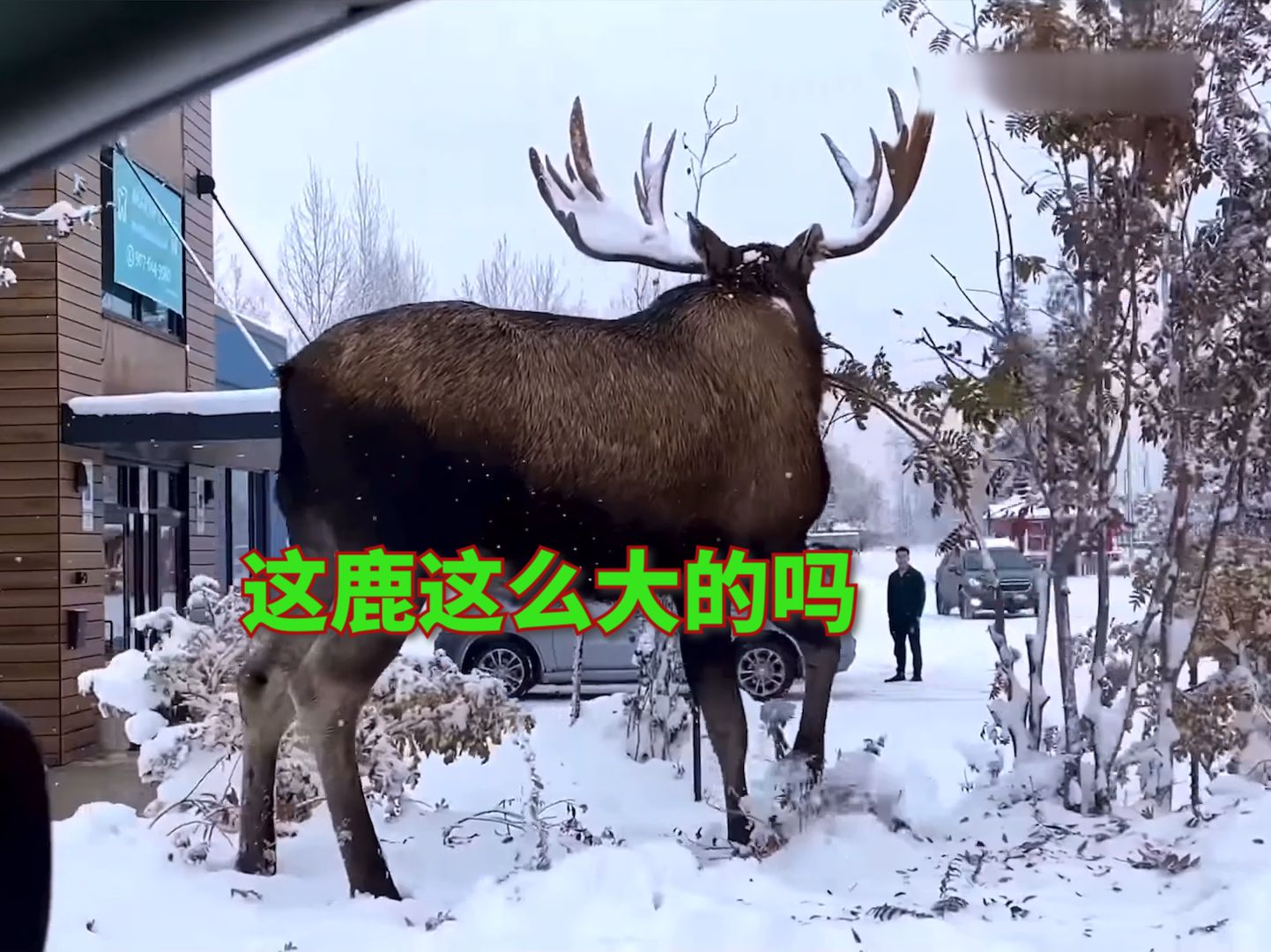 这是圣诞老人的鹿吗,就大到离谱!