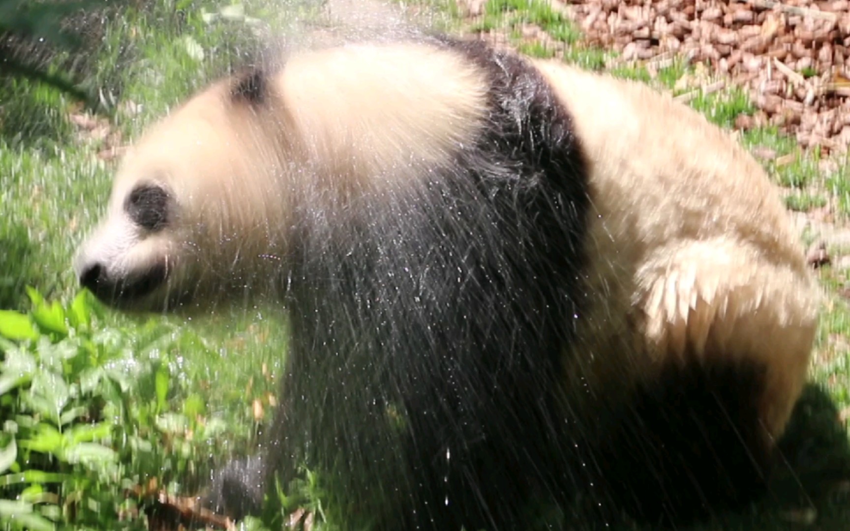 冲澡后湿漉漉的润玥疯狂甩水大熊猫润玥