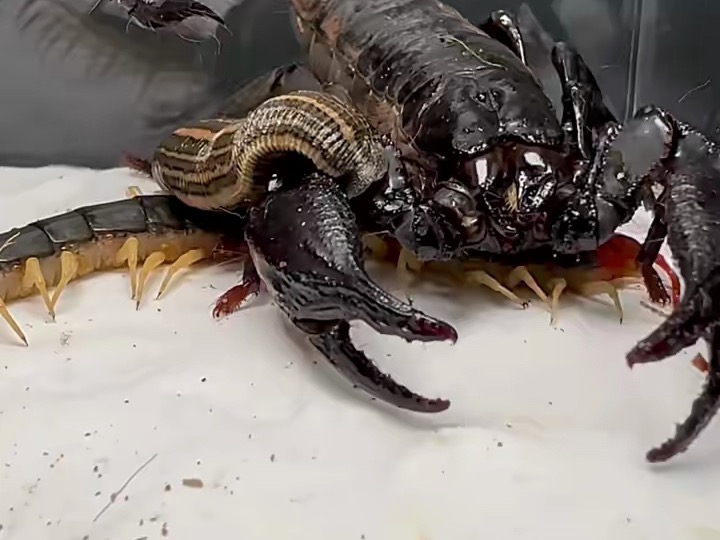 巨蝎大战水蛭!毒物大乱斗!