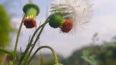 漫山遍野的蒲公英和野菊花~贵阳马尿岩徒步采风哔哩哔哩bilibili