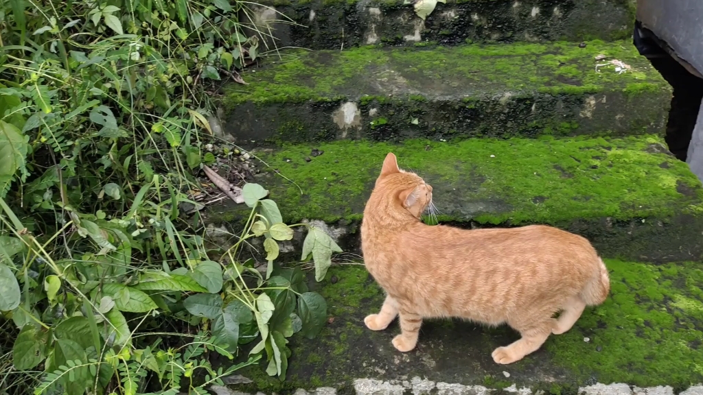 第一次走出户外的橘猫,一切都是新鲜的