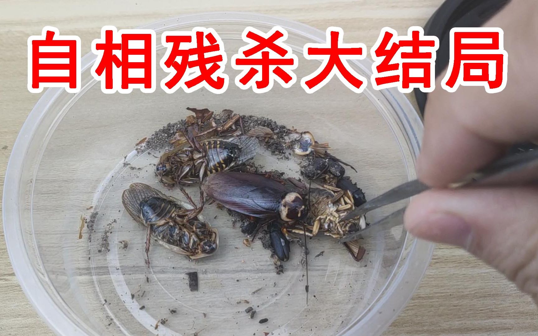 面包虫和蟑螂关在一起自相残杀谁能活到最后大结局