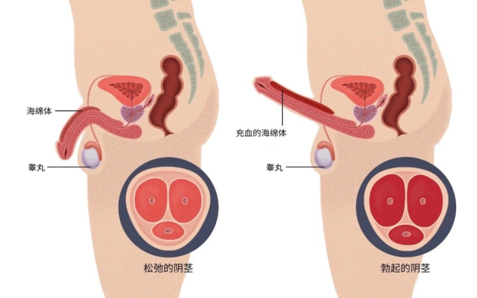 激情啪啪需注意,阴茎也会有“骨折”哔哩哔哩bilibili