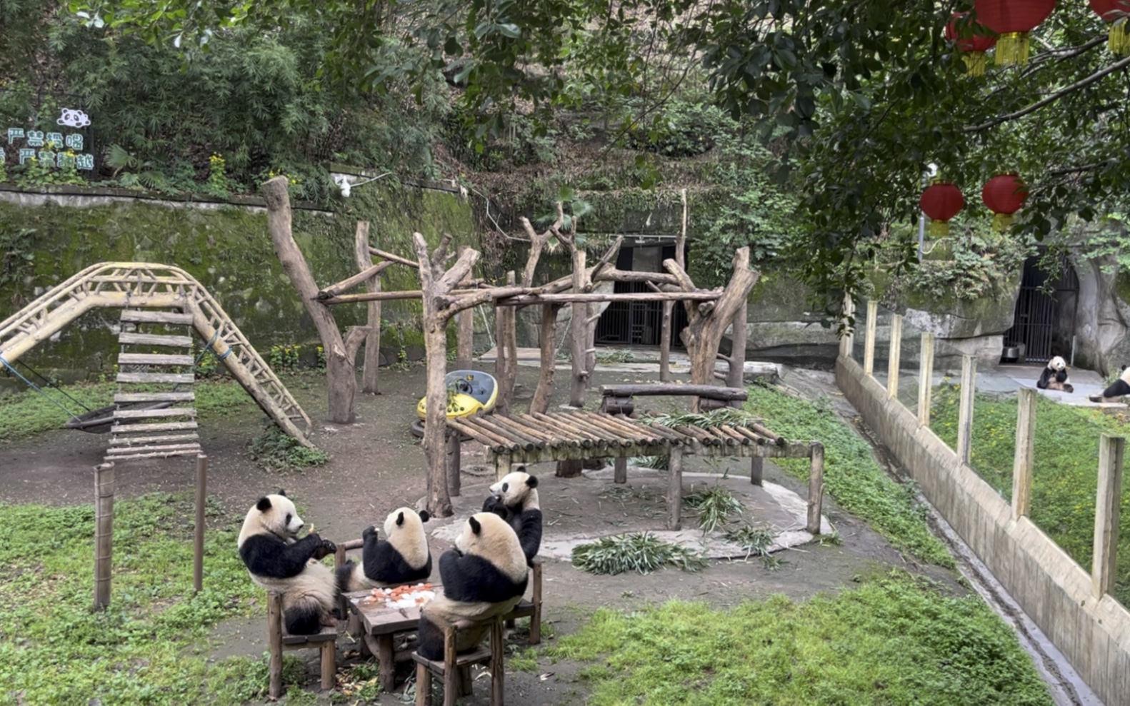 重慶動物園四喜丸子乾飯現場(打架前)