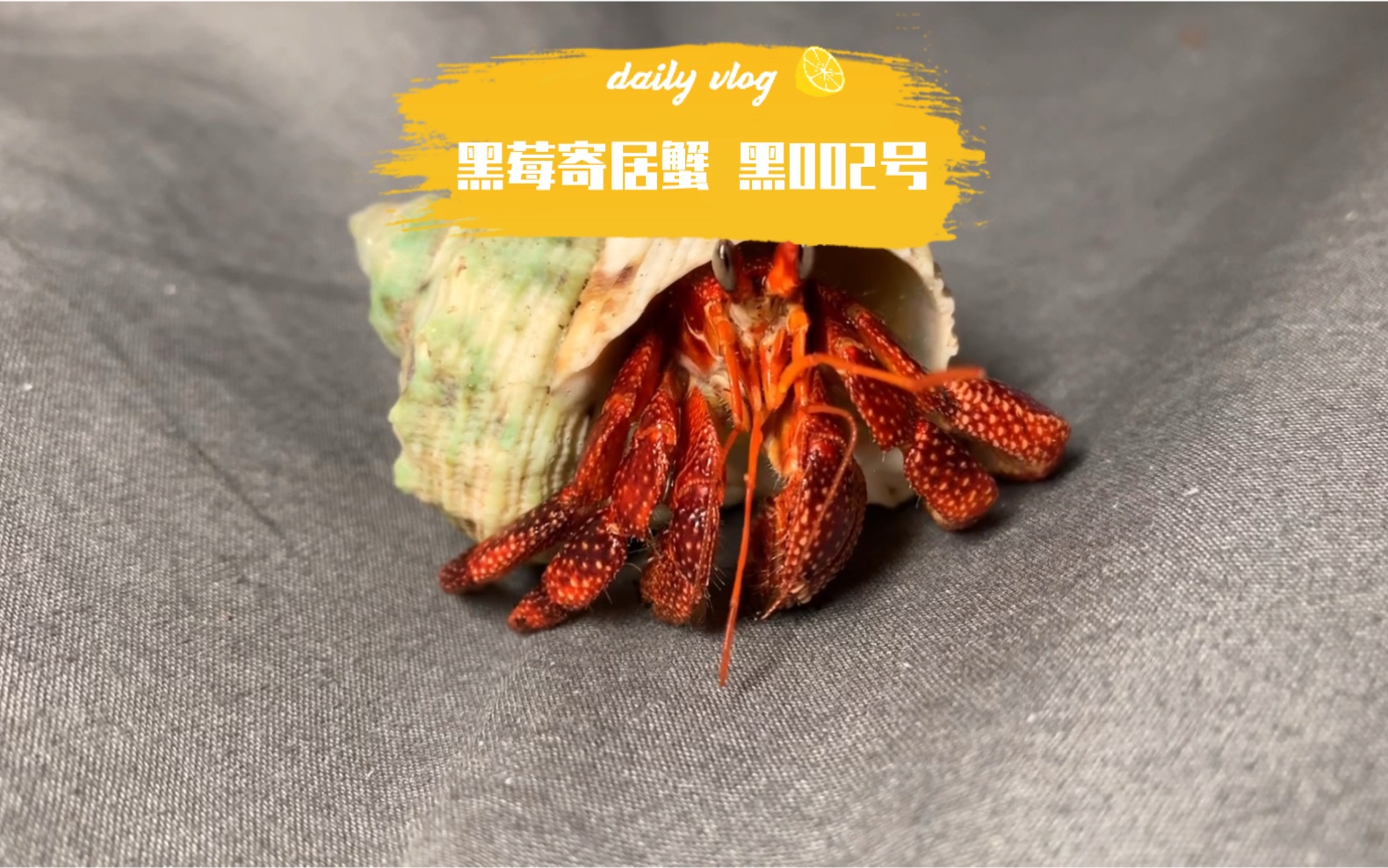 coenobita perlatus 黑莓寄居蟹 黑002号_哔哩哔哩 (゜-゜)つロ 干杯