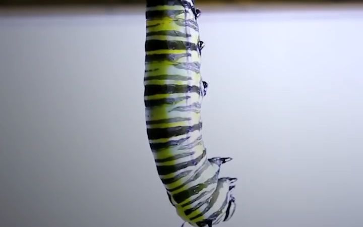 Caterpillar儿童科普短片毛毛虫哔哩哔哩bilibili