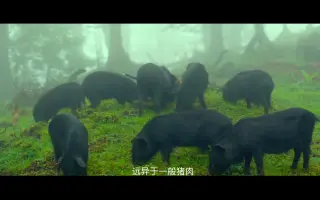 源藏产品—藏香猪短视频