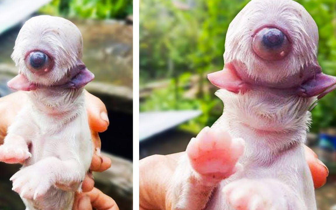 如此奇怪的宠物你见过吗?科学家们培育出来的6种最奇怪的宠物