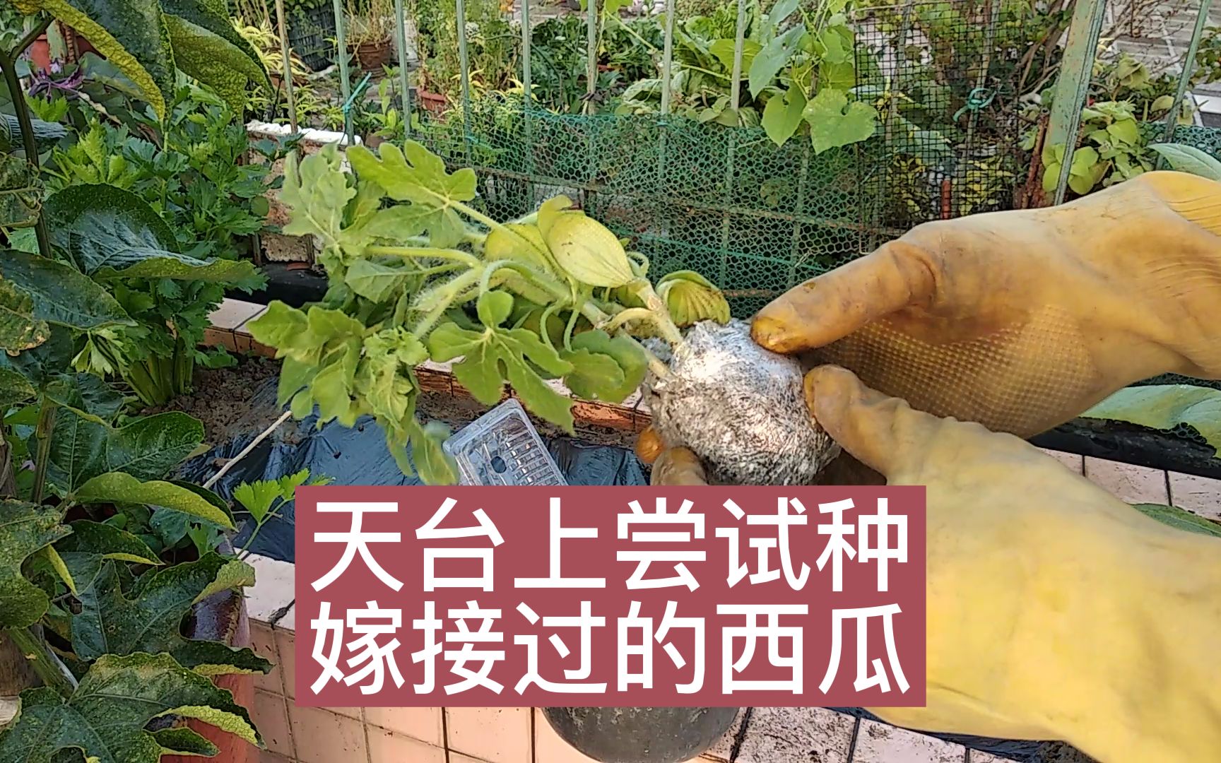 挑战一下在天台种西瓜 为啥选用嫁接过的西瓜苗?视频结尾有答疑哔哩哔哩bilibili