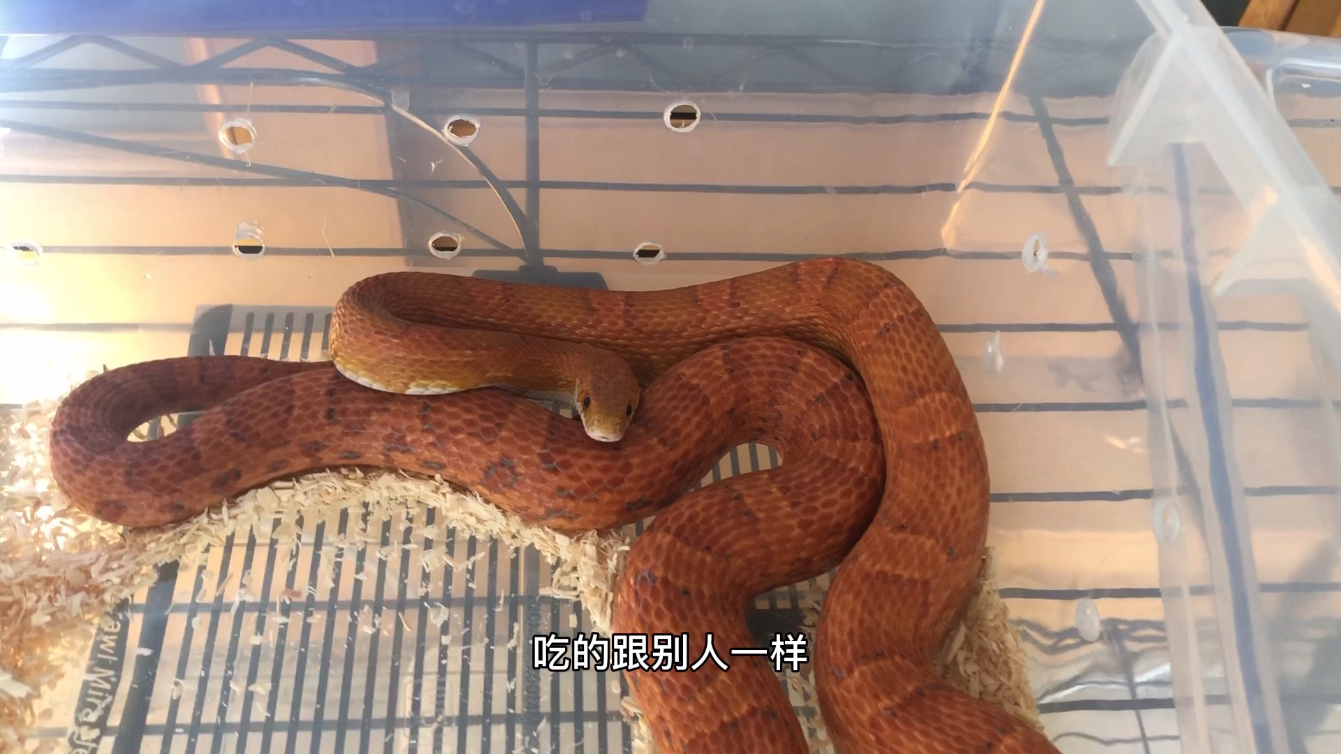 一条胖蛇找到了胖的原因