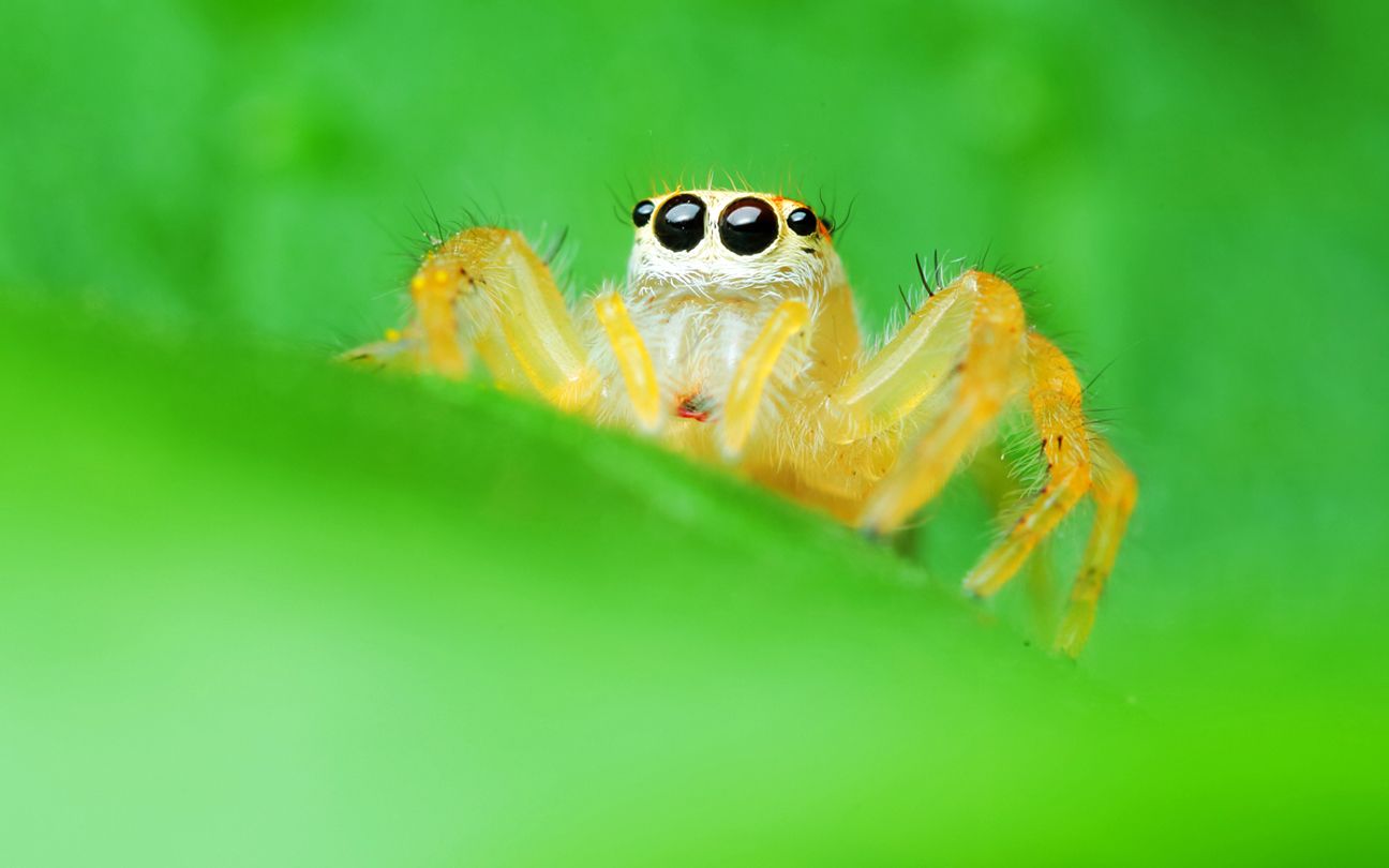 敲萌敲可爱的跳蛛喂食视频,心都被融化了好吗?