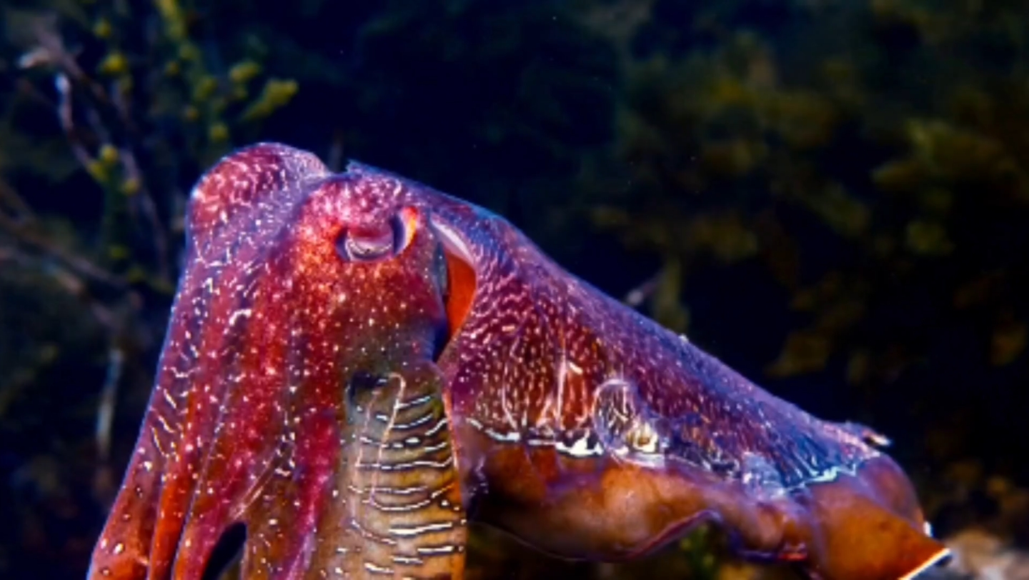 乌贼和章鱼有什么不同?