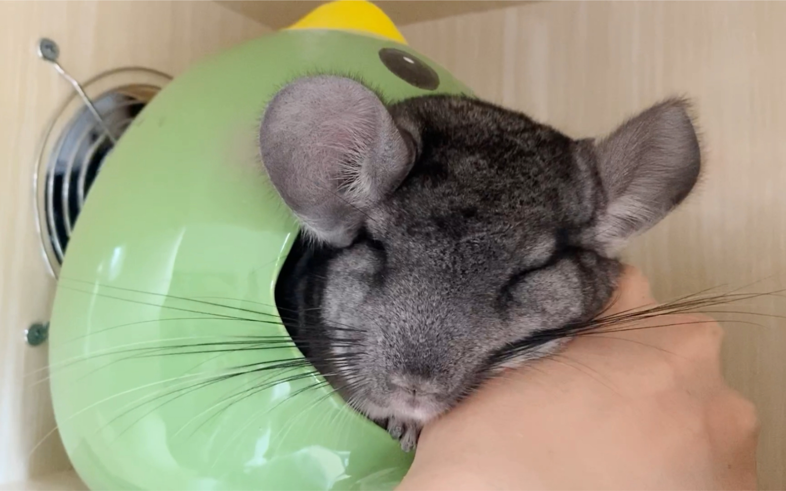 【龙猫】很爱睡觉的样子