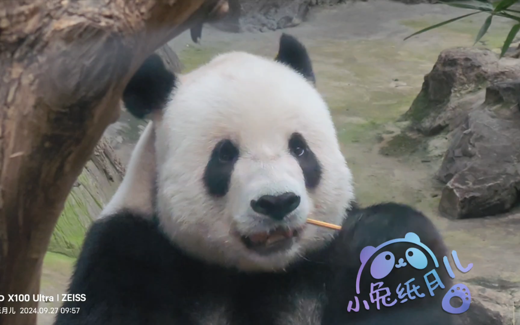 室内的二小子2024.9.27北京动物园萌二