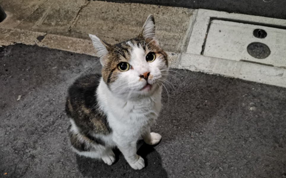 日本野良猫哔哩哔哩bilibili