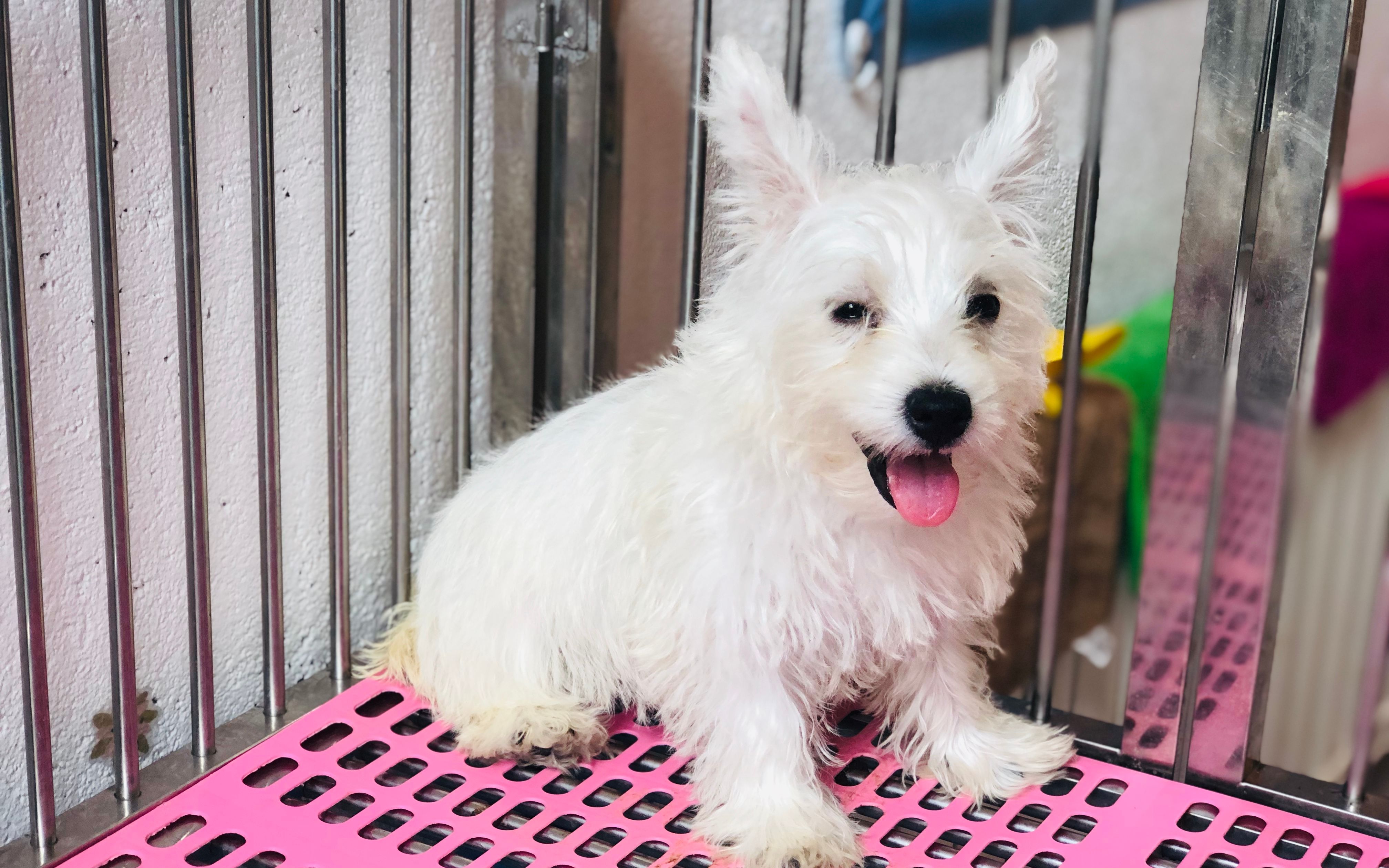 甜美的西高地梗小奶狗,抓耗子技术一流,从小就会狗刨!