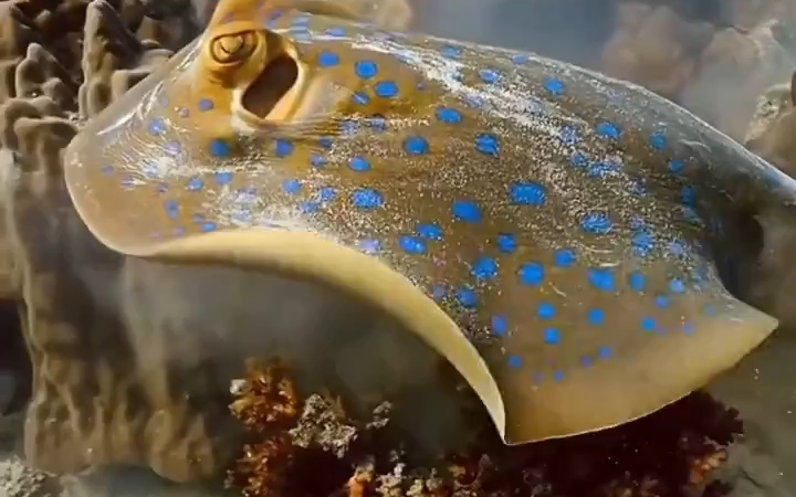 蓝斑条尾魟(taeniura lymma)