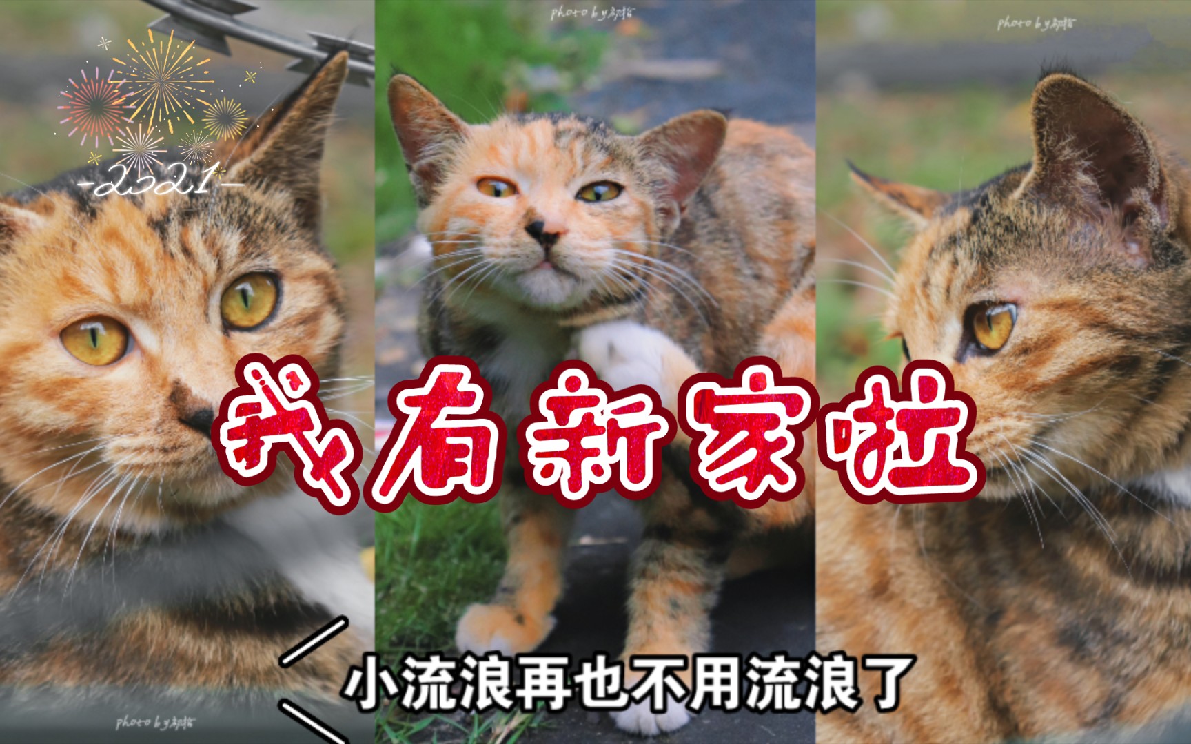 【Good猫柠】西南民大流浪猫的送养日常哔哩哔哩bilibili