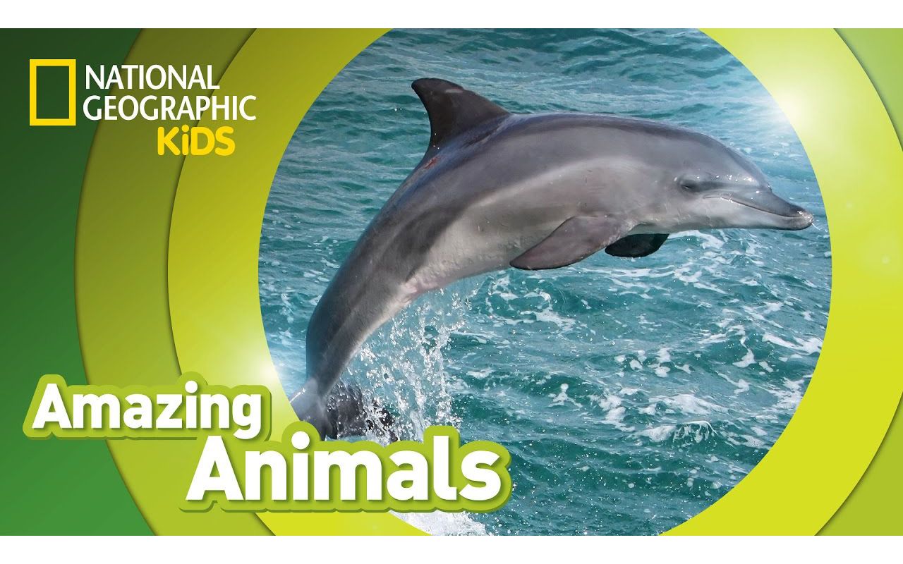 [图]Bottlenose Dolphin ? ｜ Amazing Animals