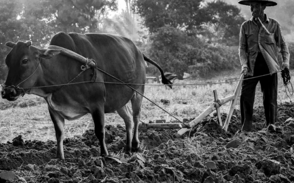 盛世牛马,乱世炮灰