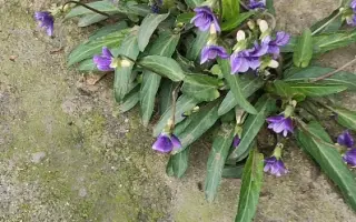 紫花地丁 搜索结果 哔哩哔哩 Bilibili