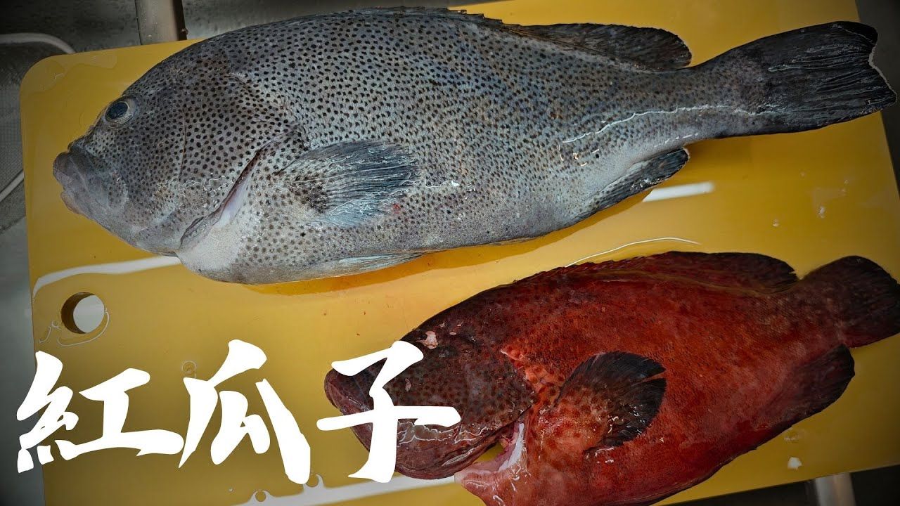 红瓜瓜蓝瓜瓜 熟成完后顶呱呱 参观养殖石斑鱼种苗场