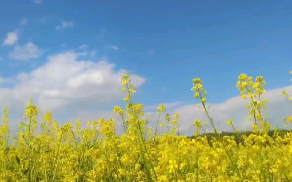 [图]“我会在鲜花盛开的地方等你！”