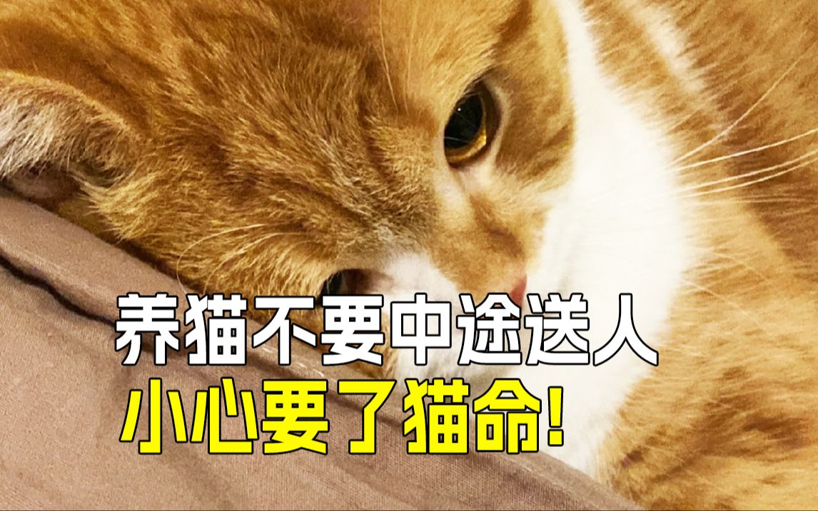 09别放弃7515养猫中途送人等于伤害92
