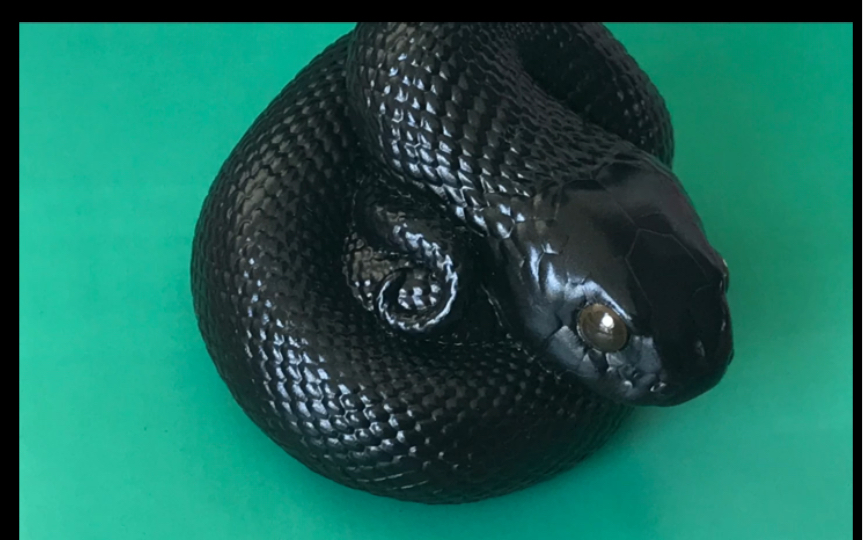 墨西哥黑王蛇简介