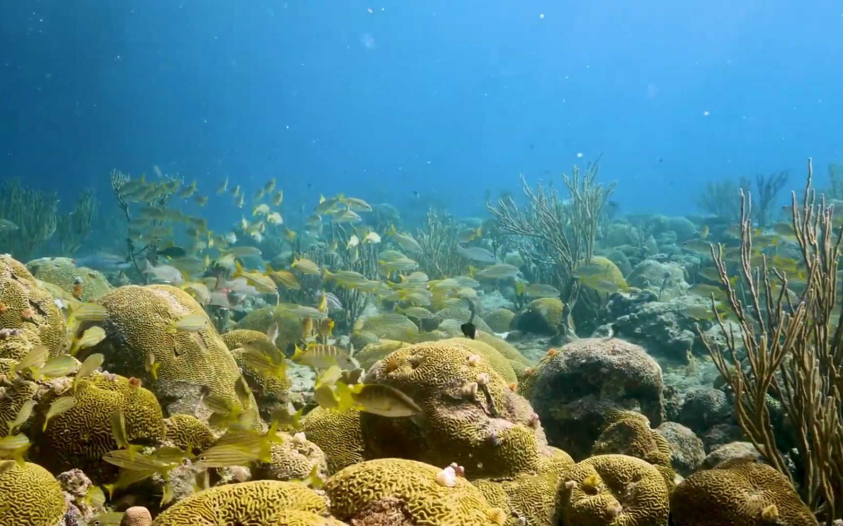 夢幻又好看的海底魚群,最後一種魚很多人都沒有見過!