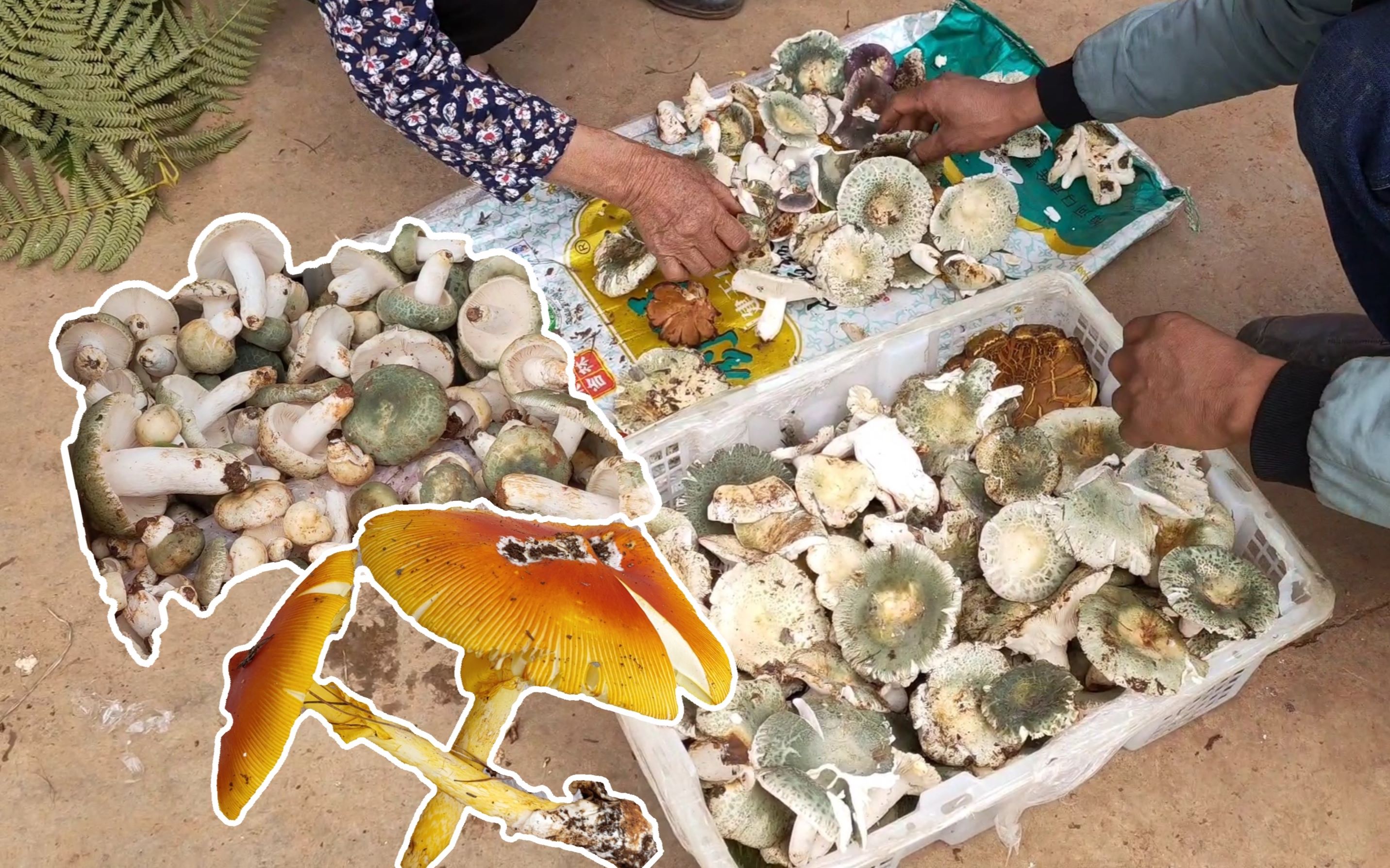 云南阿姨凌晨3点上山捡野生菌卖了115元,剩一堆品相不好15元就卖了