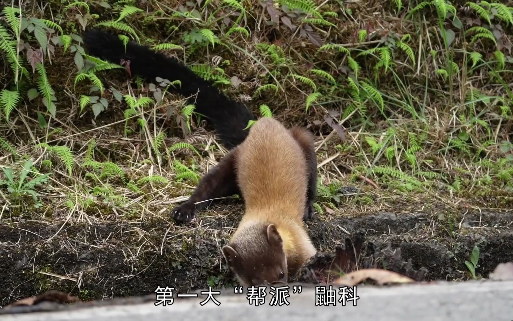 "顶级食肉兽"黄喉貂现身四川,捕杀野猪猕猴,还敢攻击大熊猫?