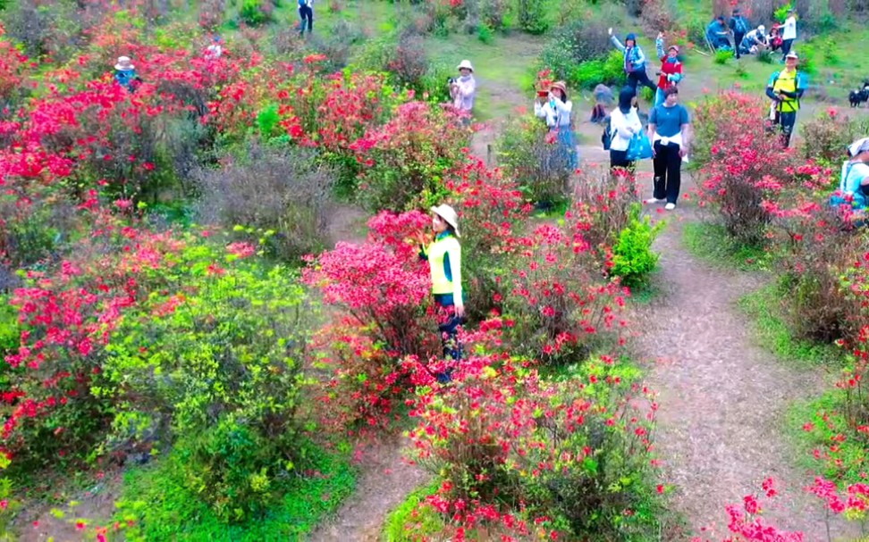 天露山万亩云端杜鹃花海已绚烂盛放