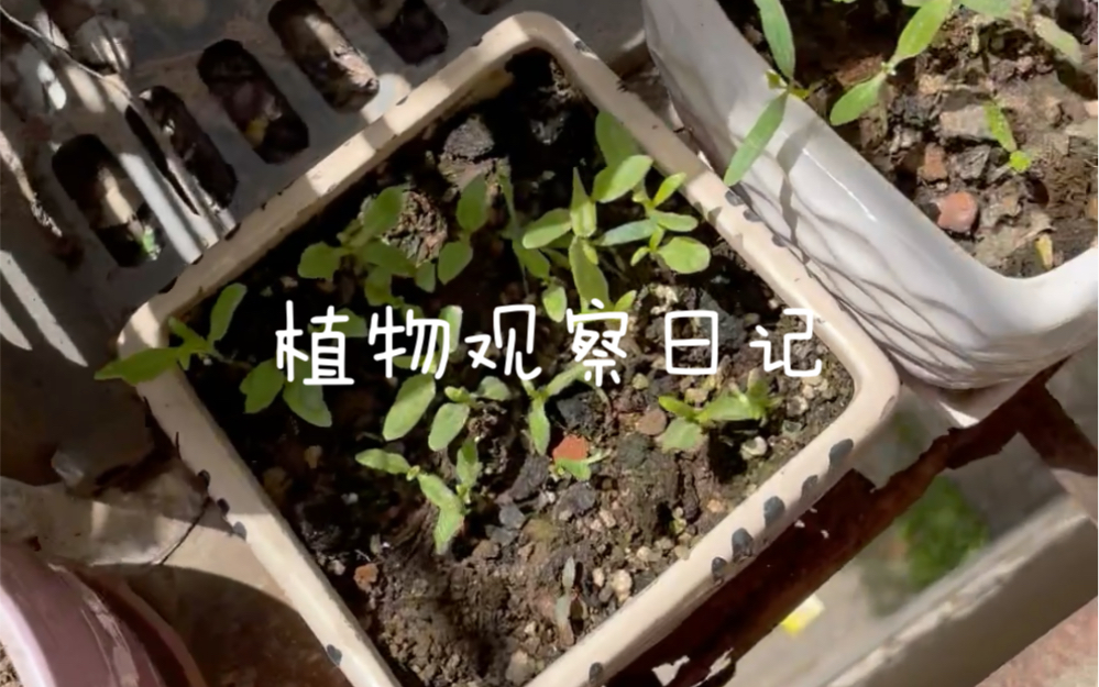 植物观察日记 29/4哔哩哔哩bilibili