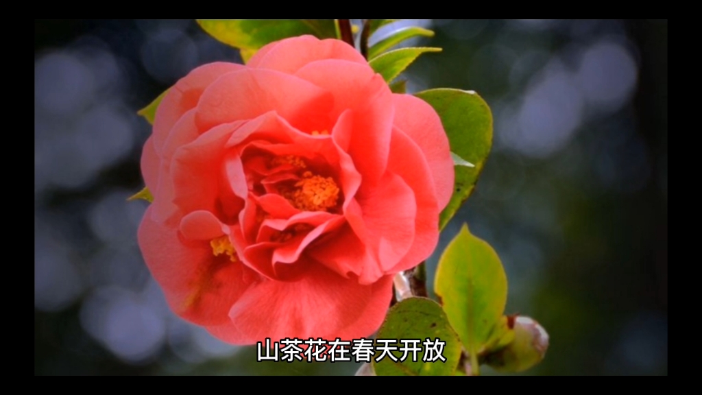 植物百科山茶花哔哩哔哩bilibili