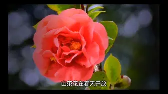 Télécharger la video: 植物百科-山茶花