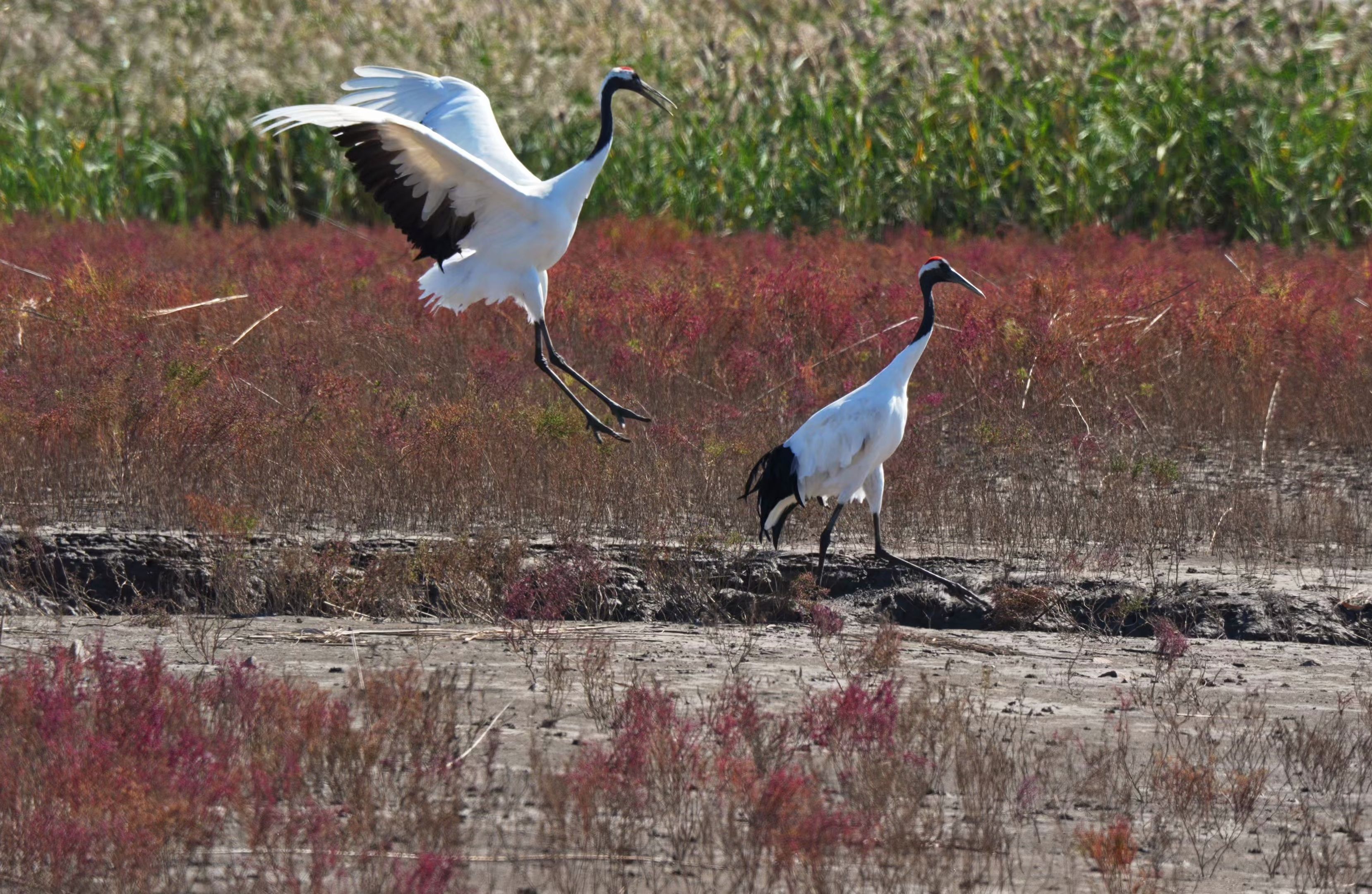 红海滩的丹顶鹤