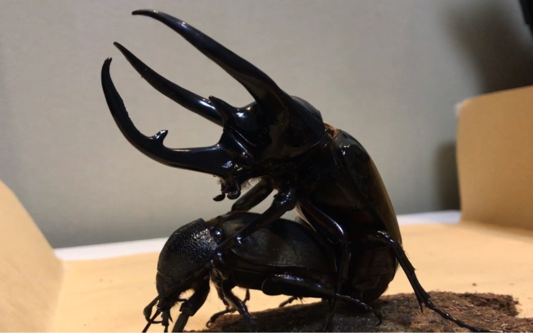 南洋大兜虫的交配顺便发点福利