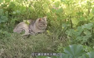 Скачать видео: 猫咪的记忆力到底有多久？（下）