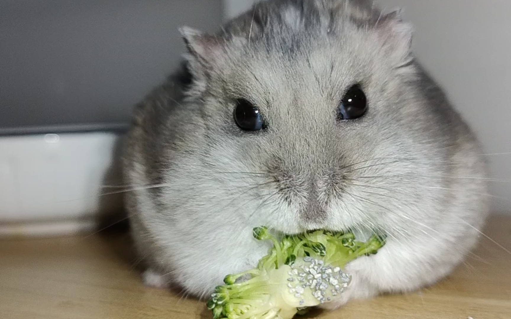 【仓鼠】文静吃菜的灰所长,所长肠胃不是很好所以半个月才吃一次西